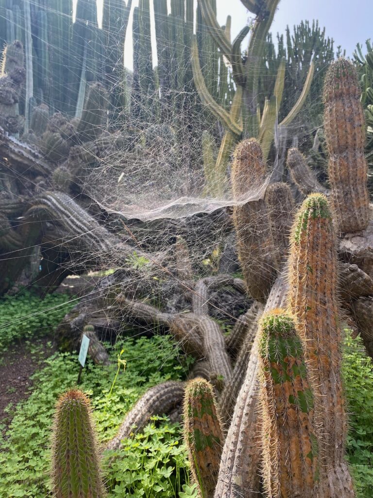 Botanická zahrada Jardin Botanico Canario Viera y Clavijo